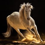 Wild Horse