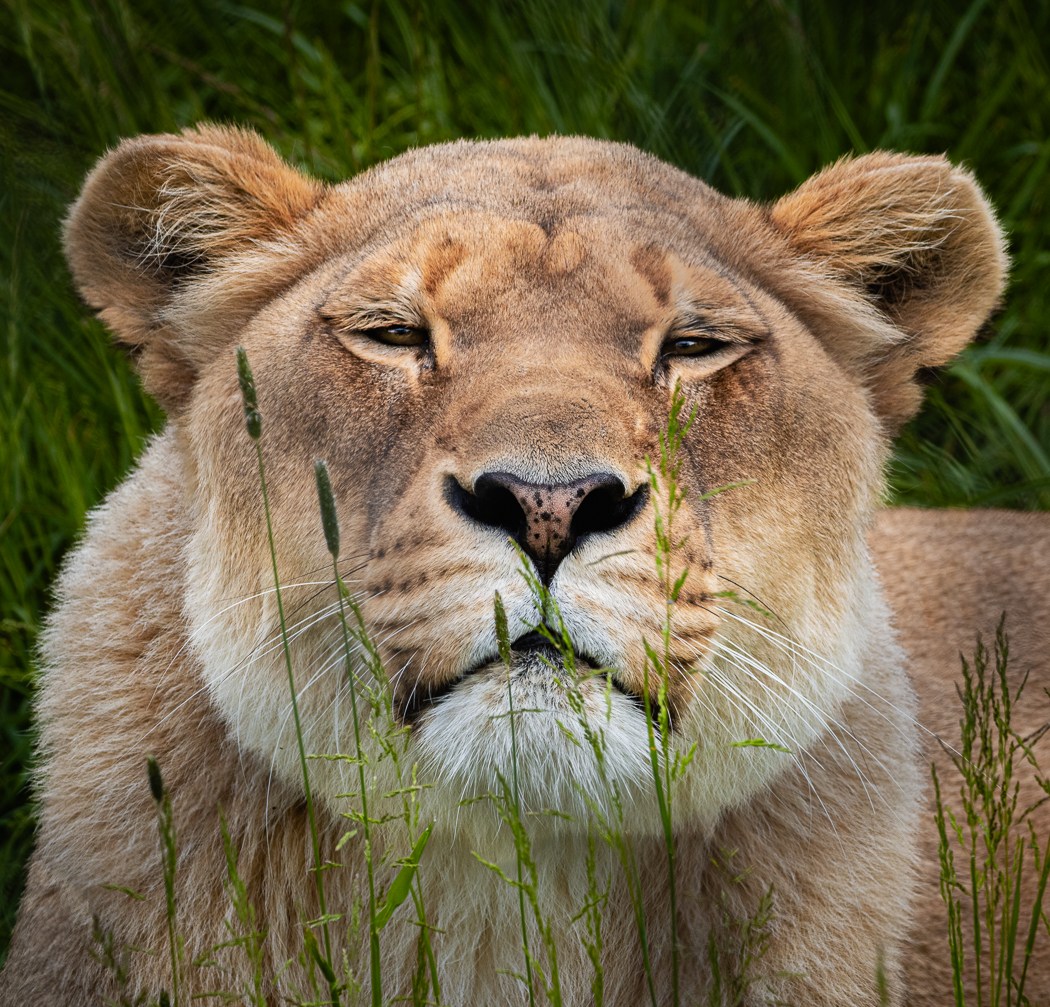 Satisfied LIon