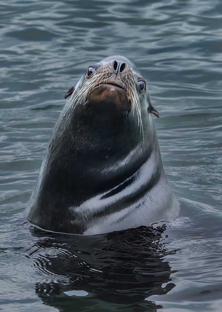 Sea Lion by Jim Ingraham