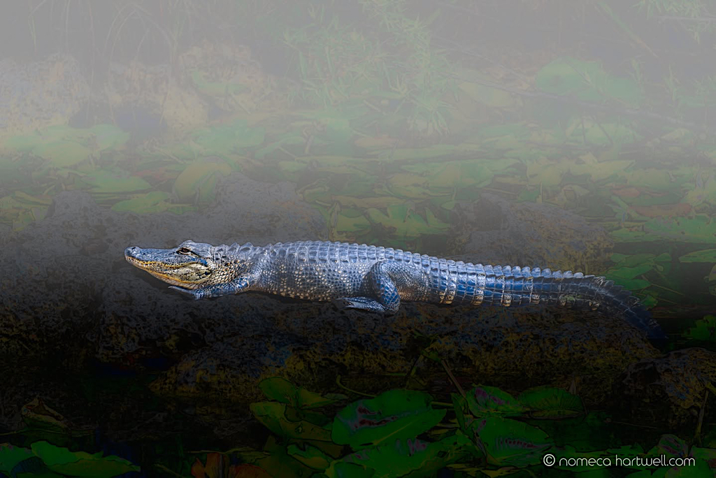 Night of the Alligator by Nomeca Hartwell