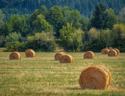 Big Round Bales by Lynda Rodig