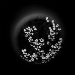 Tree Circles by Bridget Cline