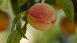 Just Peaching Rose Christner