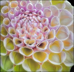 Dilly Dahlia by Susan Sheets