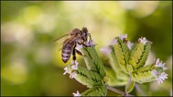 Busy Bee by Rose Christner