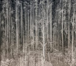 Forest Dream by Susan Sheets