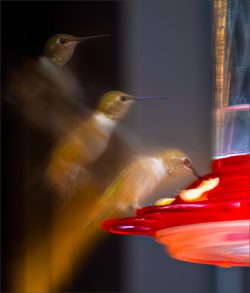 Hungry Hummer - By Lynda Rodig