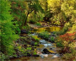 Early Fall Slot Light - By Ozzie Cummins