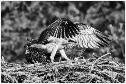New Wing Test by Larry Pollock