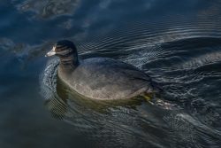 Coot by Jim Ingraham