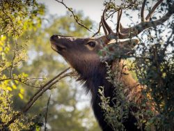 Elk - By Susan Sheets