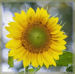 The Last Sunflower - By Rose Christner