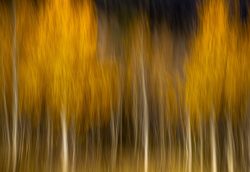 Aspen Glow by Pam Arbogast
