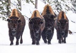 Snow Storm Road Warriors by Lynda Rodig