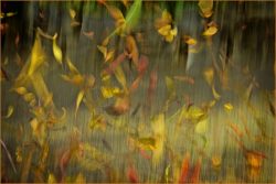 Autumn Dreams by Debbie Jallit Autumn Dreams by Debbie Jallit