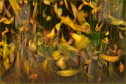 Falling Leaves by Debbie Jallit