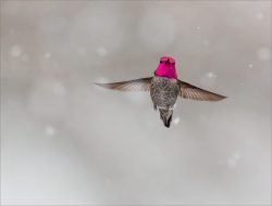 Grants Pass Snowbird by Lynda Rodig Grants Pass Snowbird by Lynda Rodig
