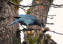 Stellar's Jay by Larry Pollock