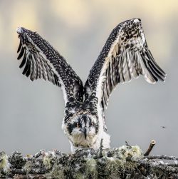 Morning Stretch by Susan Sheets