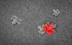 Fall Colors - by Bridget Cline