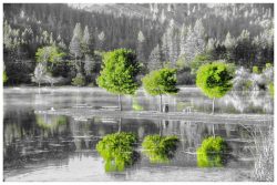 Reflecting - by Carol Bern
