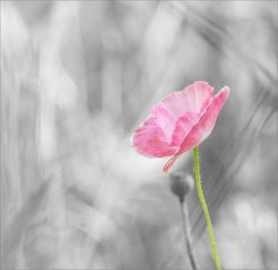 Pink Poppy - by Lynda Rodig