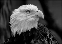 The Eagle Awaits by Rose Christner