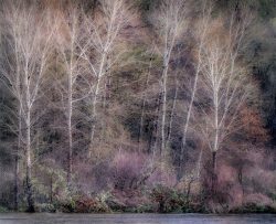 Rogue Pastels by Susan Sheets