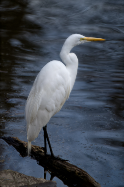 Egret by Jim Ingraham