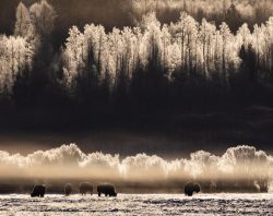 Bison in Golden Winter Fog by Lynda Rodig