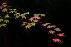 Simple Diversity by Ozzie Cummins