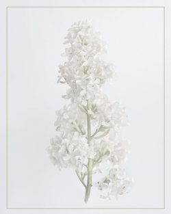 White on White by Bridget Cline