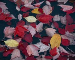Fallen Leaves by Jim Ingraham