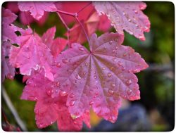 Forest Rain by Carol Bern