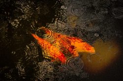 Raindrops and Koi by Bridget Cline