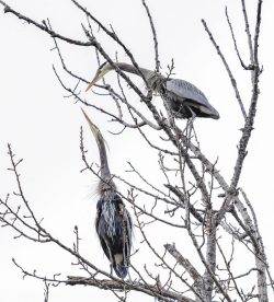 The Dance Begins by Susan Sheets