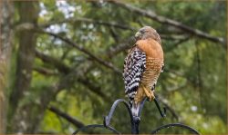 The Drenched Hawk by Rose Christner