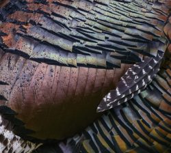 Turkey Feather Patterns Rain Drops by Randy White