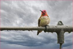What's a Little Rain by Rose Christner
