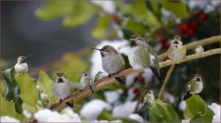After the Snow Storm by Rose Christner