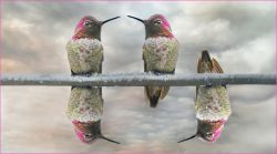 Birds on a Wire by Rose Christner