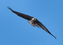 Eagle and Stick by Larry Pollock