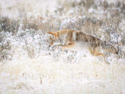 Lunch Leap by Lynda Rodig