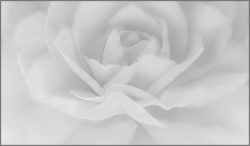 The Camellia Flower by Rose Christner