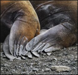 No Manicure Needed by Susan Sheets