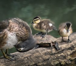 Life On The Log by Susan Sheets Life On The Log by Susan Sheets