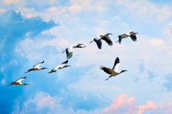 Seven Wood Storks by Nomeca Hartwell Seven Wood Storks by Nomeca Hartwell