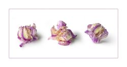 Study of A Cabbage by Bridget Cline Study of A Cabbage by Bridget Cline
