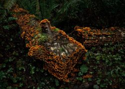 In The Forest by Jim Ingraham In The Forest by Jim Ingraham