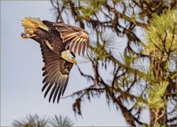 Rapid Descent by Greg Smith Rapid Descent by Greg Smith